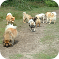 Eurasier