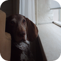 Bracco Italiano