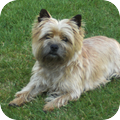 Cairn Terrier