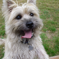 Cairn Terrier