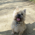 Cairn Terrier