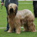 Briard