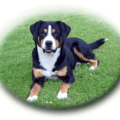 Entlebucher Sennenhond