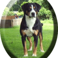 Entlebucher Sennenhond