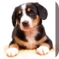 Entlebucher Sennenhond