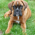 Boxer
