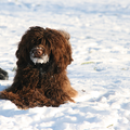 Portugese Waterhond