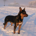Australian Kelpie