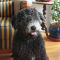 Pumi