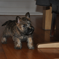 Cairn Terrier