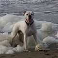 Boxer