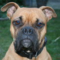 Boxer