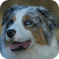 Australian Shepherd