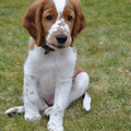 Welsh Springer Spaniel