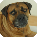 Boerboel