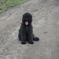 Bouvier