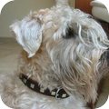 Irish Softcoated Wheaten Terriër