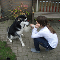 Alaskan Malamute