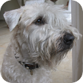 Irish Softcoated Wheaten Terriër