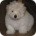 Coton de Tulear