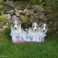 Special Princess Shelties