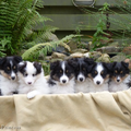 Special Princess Shelties