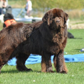 kennel Procyon l'etoile du lac