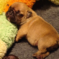 Franse Bulldogkennel van Salubaro