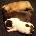 Franse Bulldogkennel van Salubaro