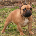 Franse Bulldogkennel van Salubaro