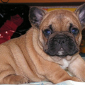 Franse Bulldogkennel van Salubaro