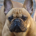 Franse Bulldogkennel van Salubaro