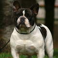 Franse Bulldogkennel van Salubaro