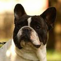 Franse Bulldogkennel van Salubaro