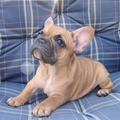 Franse Bulldogkennel van Salubaro