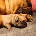 Franse Bulldogkennel van Salubaro