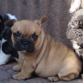 Franse Bulldogkennel van Salubaro