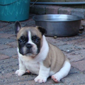 Franse Bulldogkennel van Salubaro