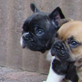 Franse Bulldogkennel van Salubaro