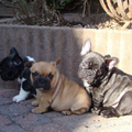 Franse Bulldogkennel van Salubaro