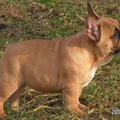 Franse Bulldogkennel van Salubaro