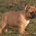 Franse Bulldogkennel van Salubaro