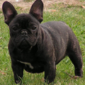Franse Bulldogkennel van Salubaro