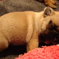 Franse Bulldogkennel van Salubaro