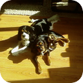 Cavalier King Charles Spaniel