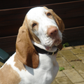 Bracco Italiano