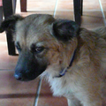 Keeshond, Klein