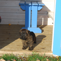 Red Creek Rebels Cairn Terriers