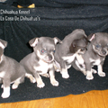 La Casa De Chihuahua's
