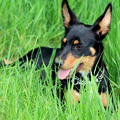 Australian Kelpie